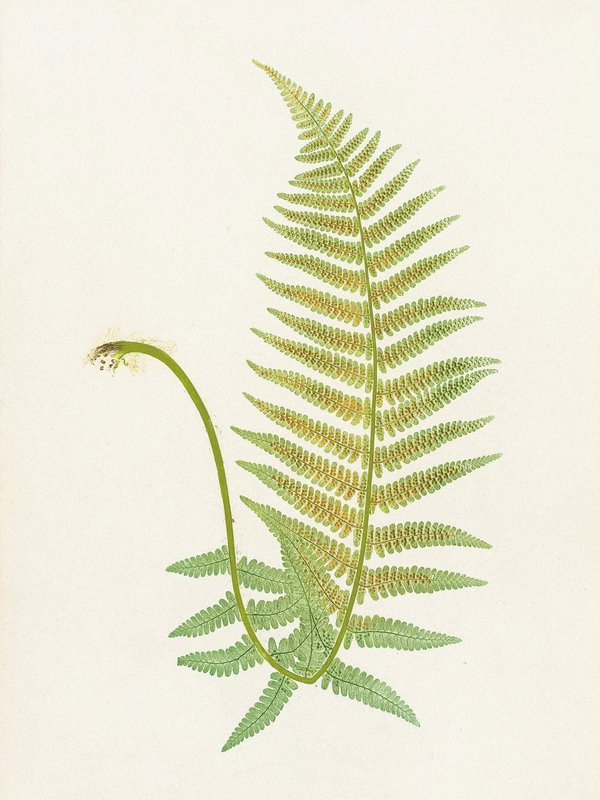Henry Bradbury: Pioneer of Botanical Nature Printing