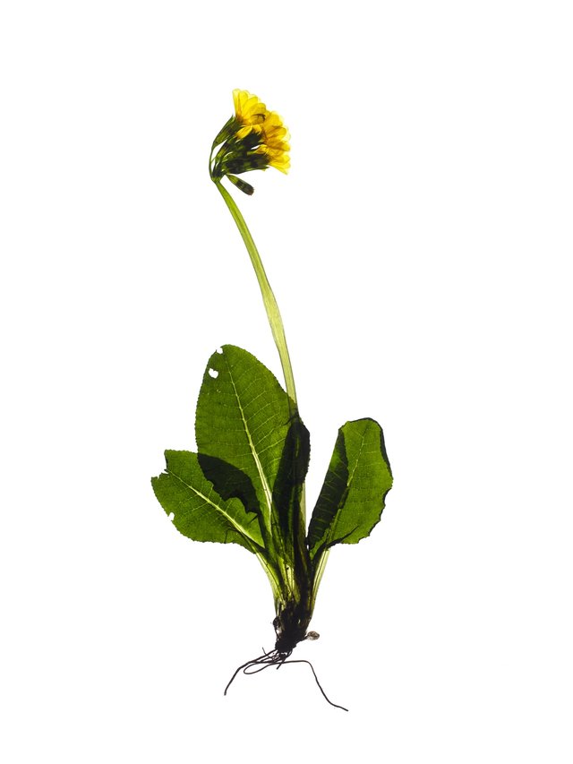 Pliezhausen, Germany, 03/2020