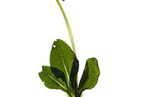 Pliezhausen, Germany, 03/2020