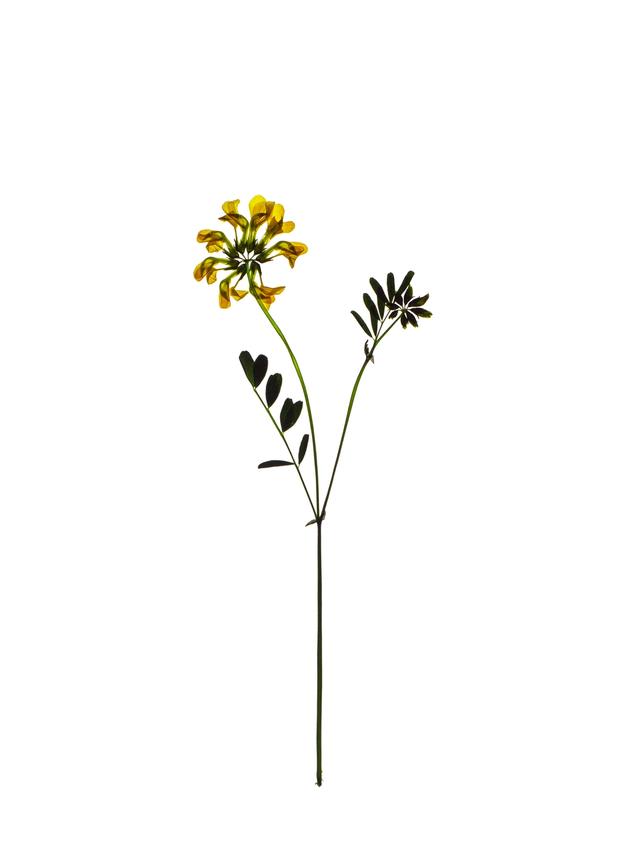 Specimen collected in Zürich, Switzerland, 05/2021