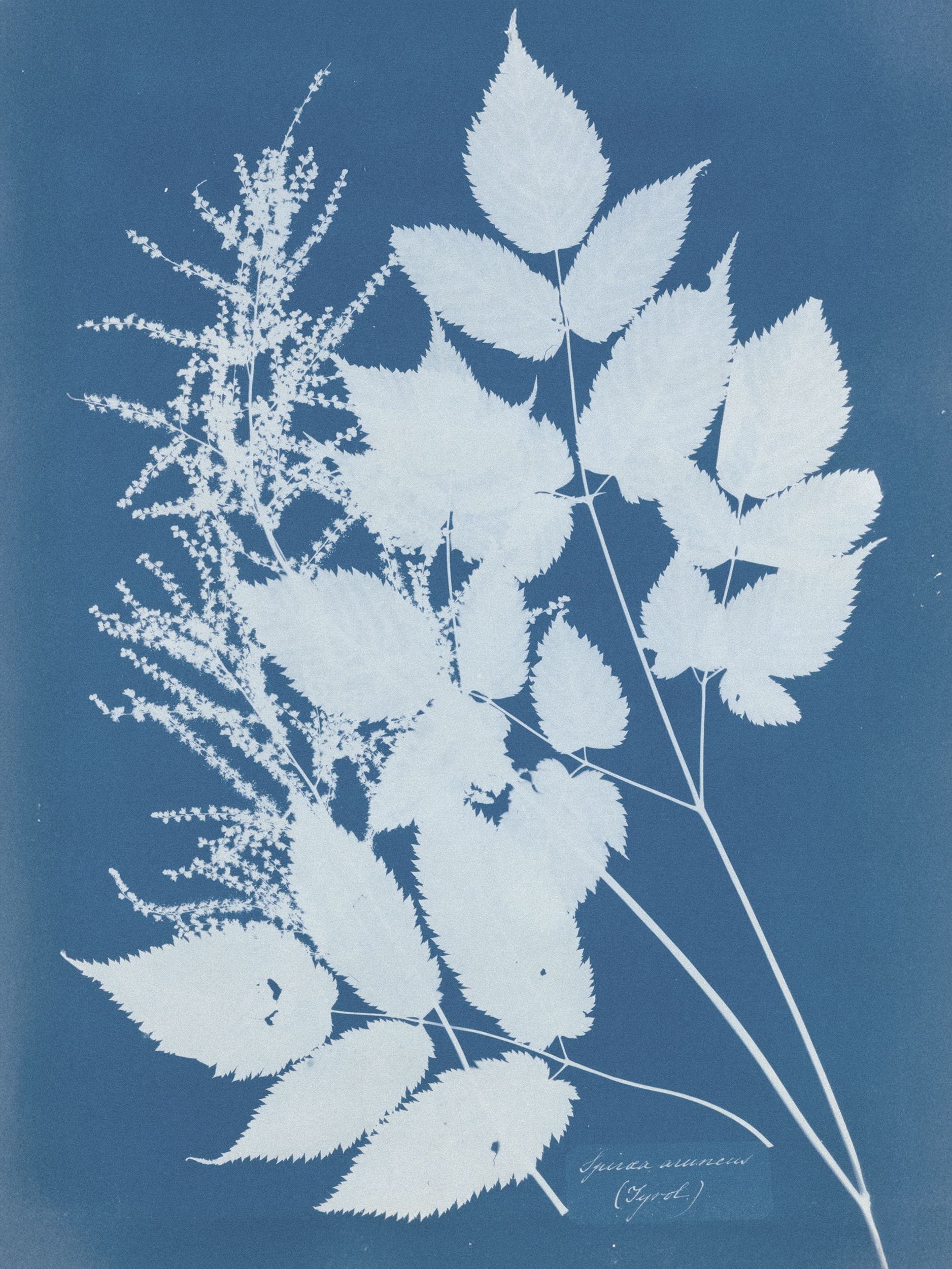Cyanotype