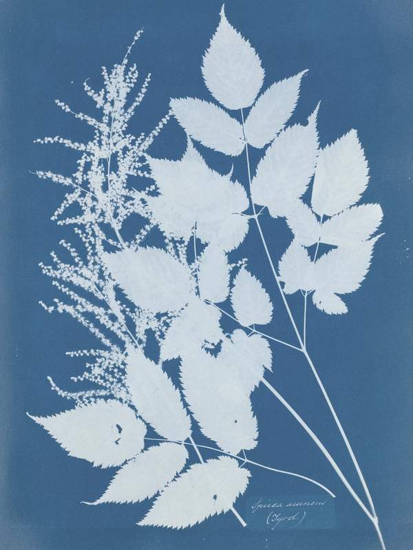 Cyanotype