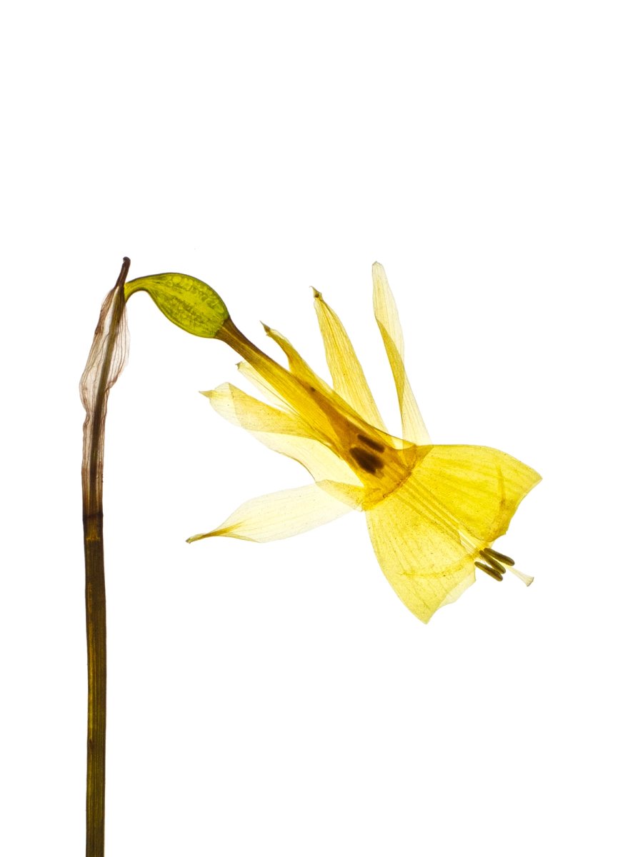 Detail, Cercedilla, Spain, 05/2023