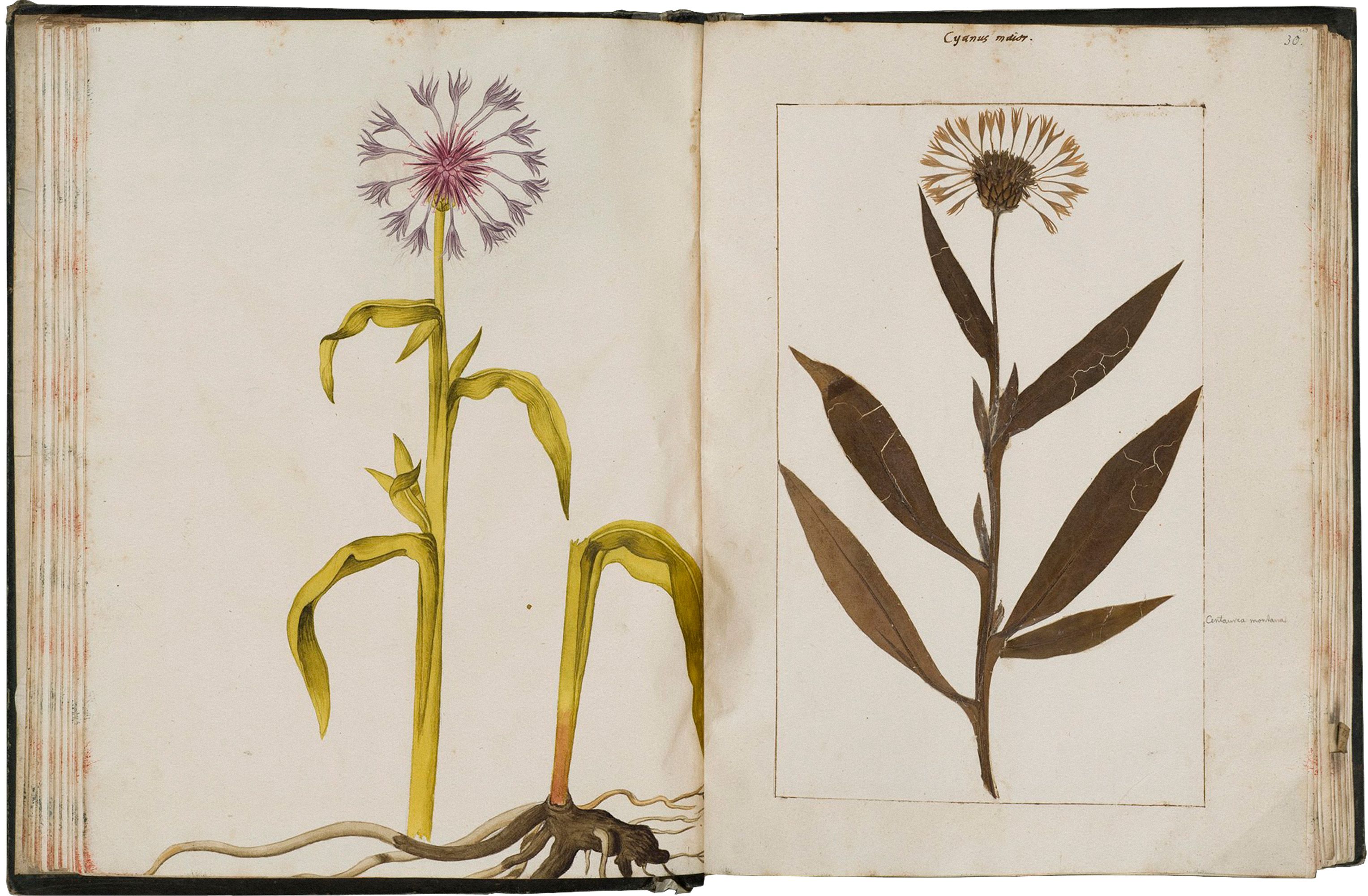 Felix Platter: Herbarium