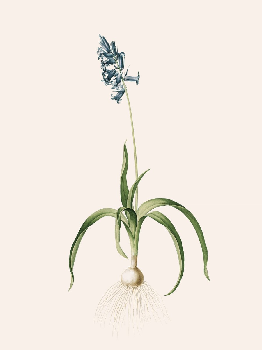 Les Liliacées, Vol. 4/ Pl. 224