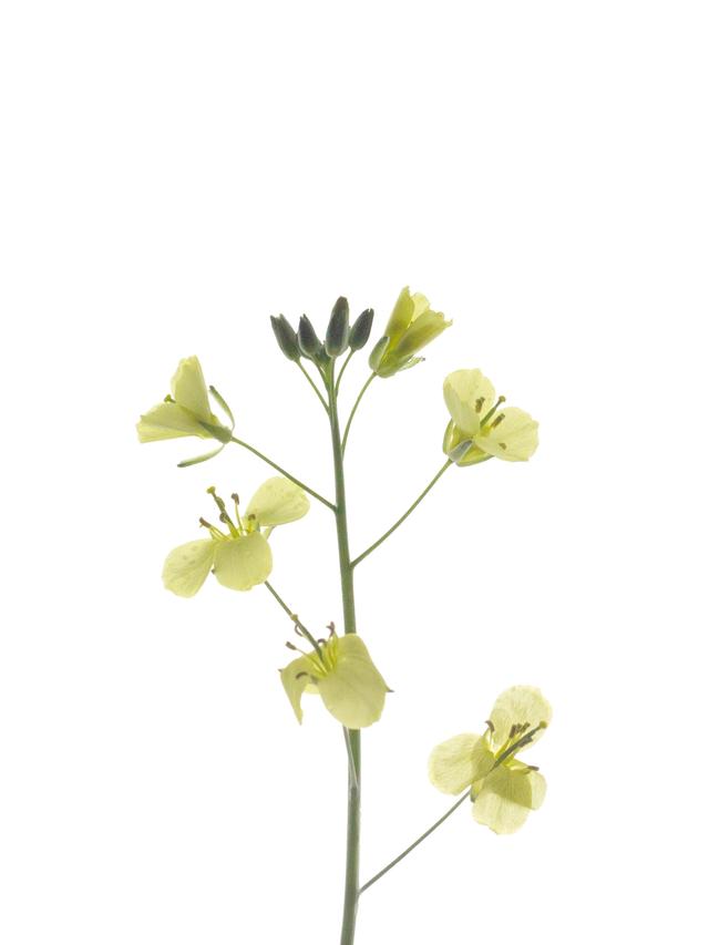 Specimen collected in Stuttgart, Germany, 05/2022