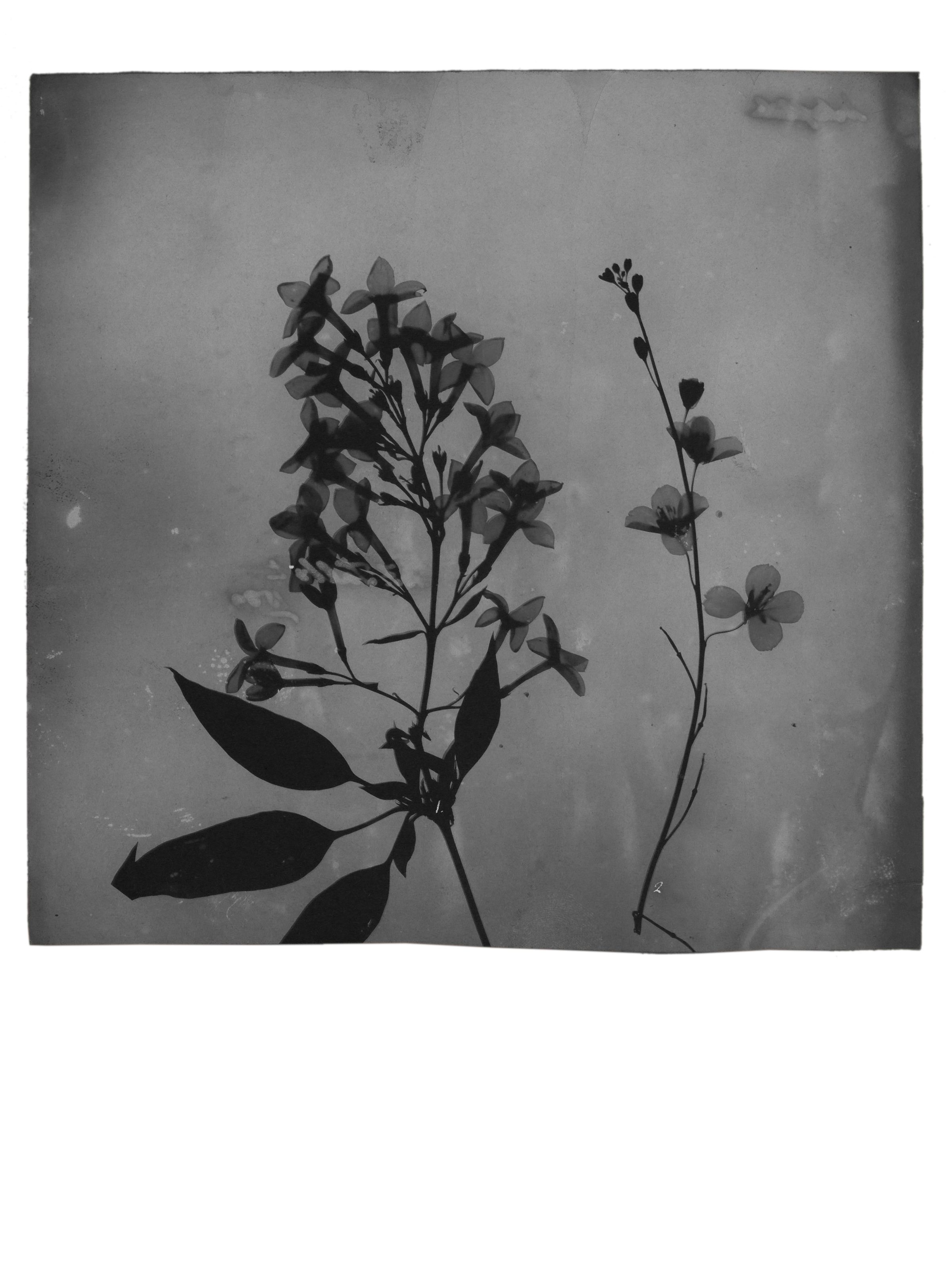 Fox Talbot: Plant Calotypes