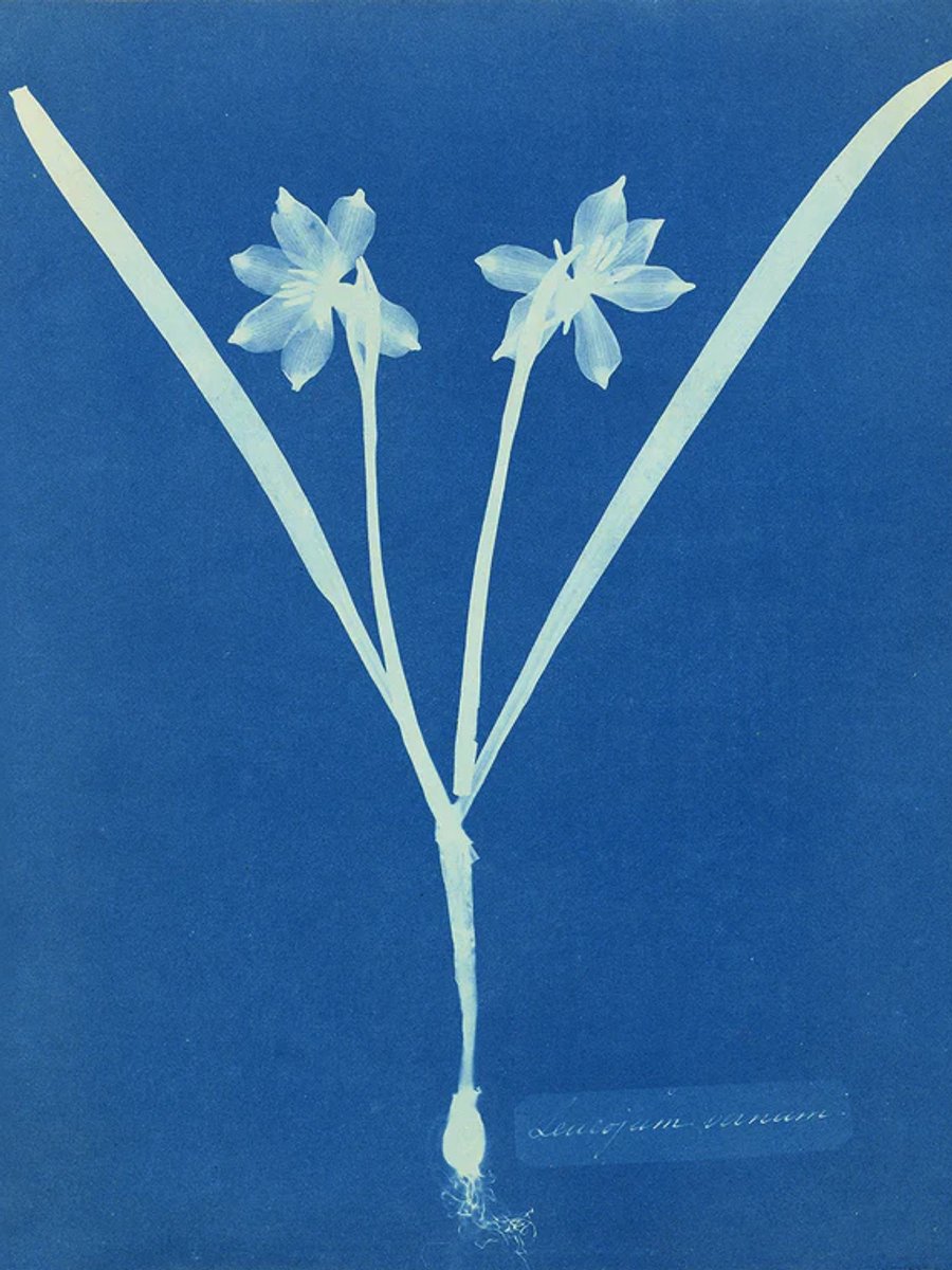 Leucojum vernum, 1854