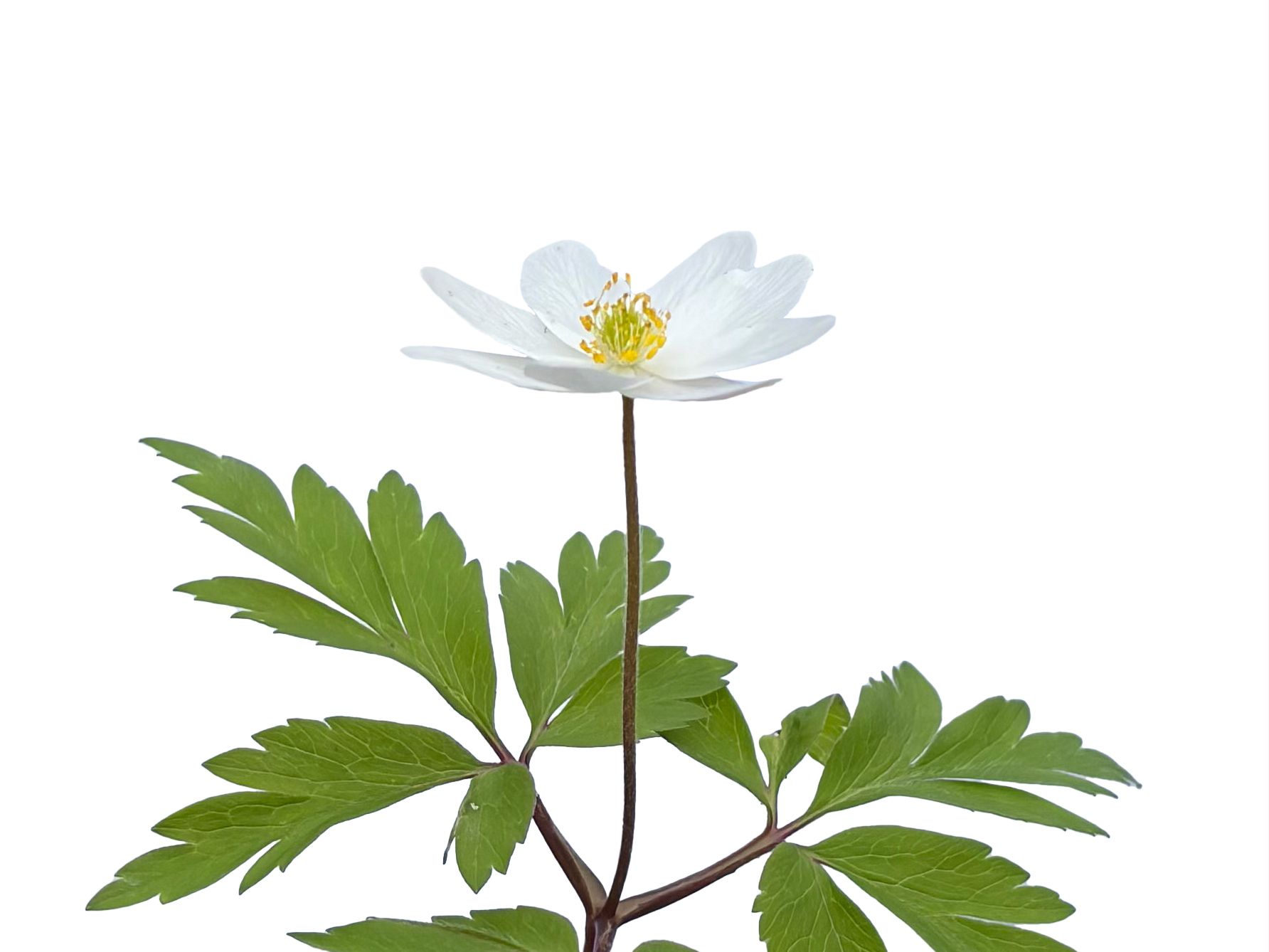Anemone quinquefolia