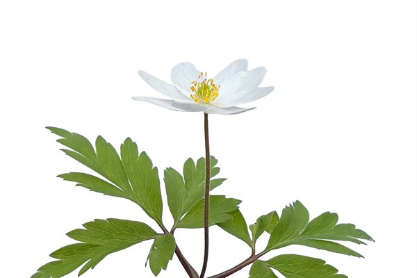 Anemone quinquefolia