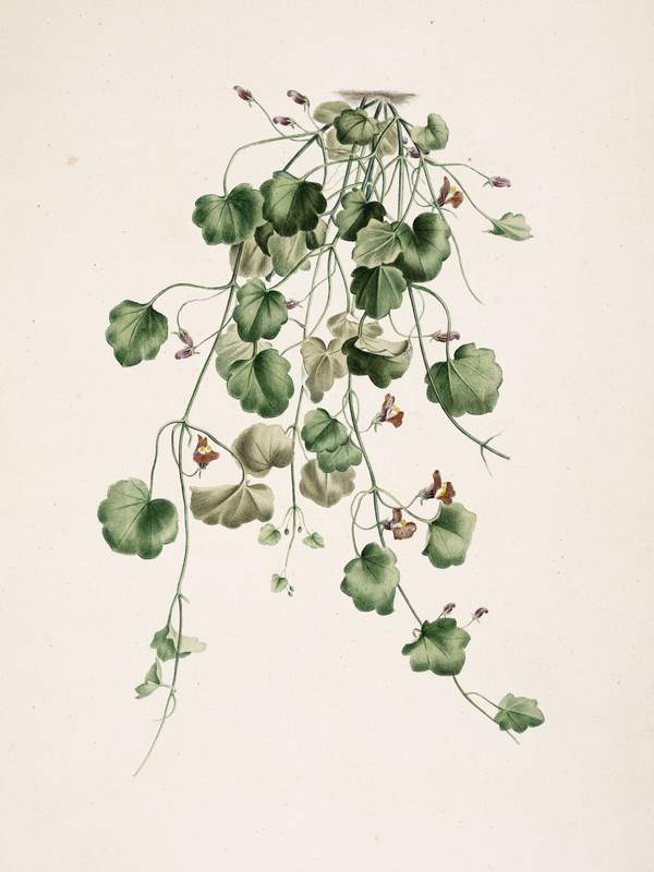 Plant Illustration