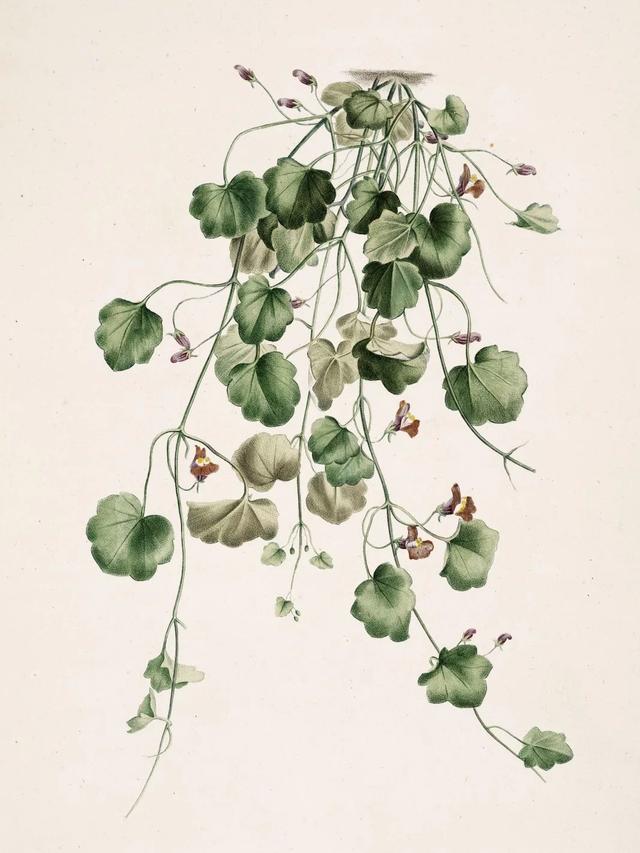 Illustration by Pierre-Joseph Redouté, La Botanique de J.J. Rousseau, 1905