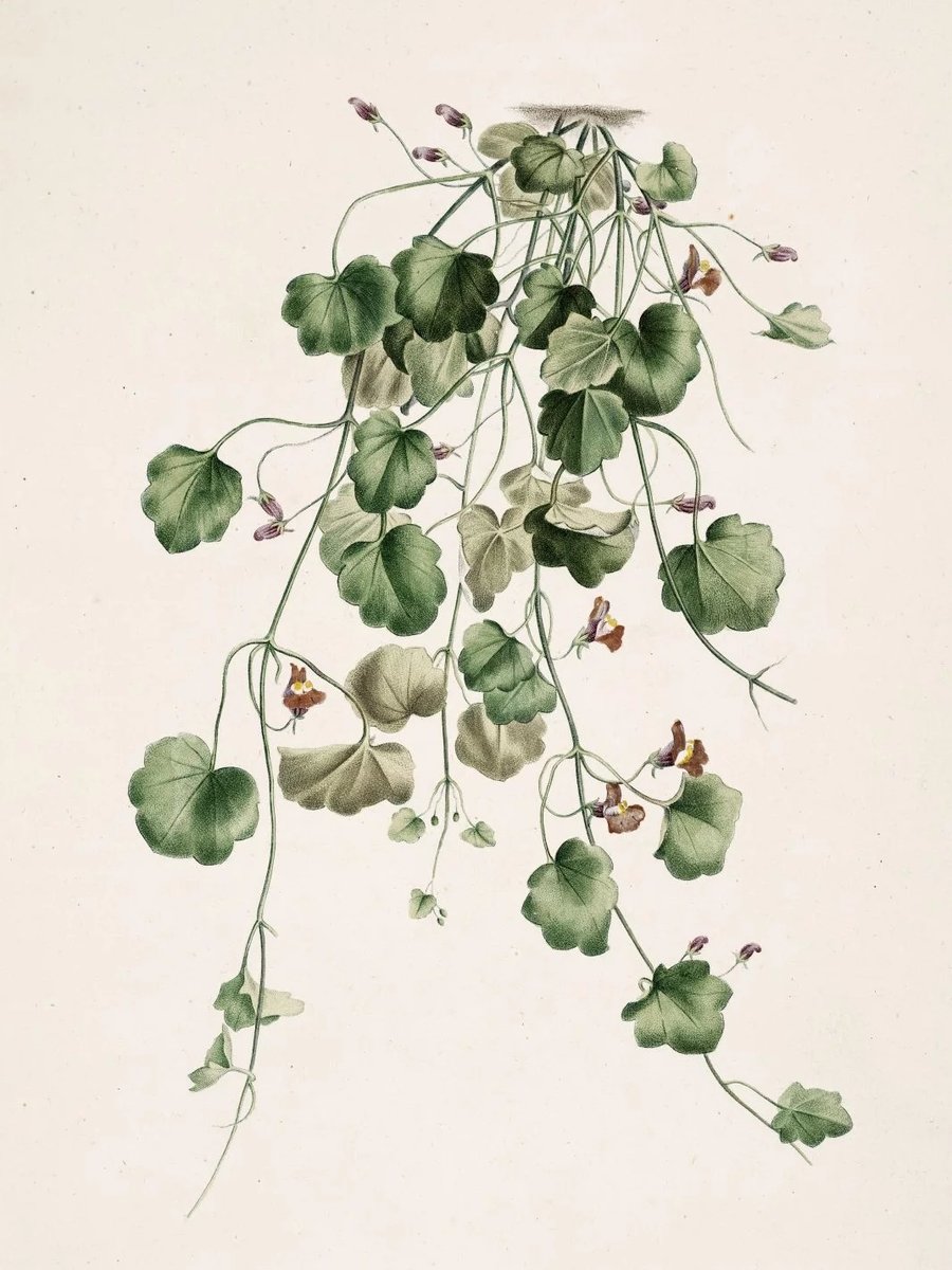 La Botanique de J.J. Rousseau, 1905