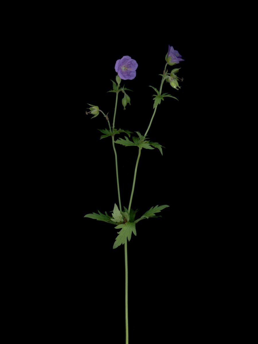 Thalkirchen, Germany, 09/2025