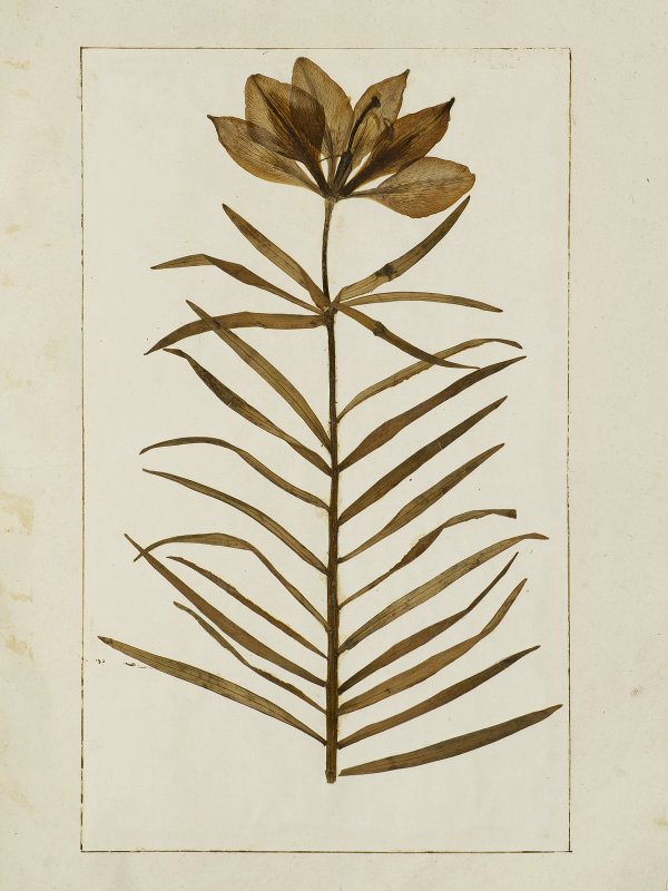 Felix Platter: Herbarium