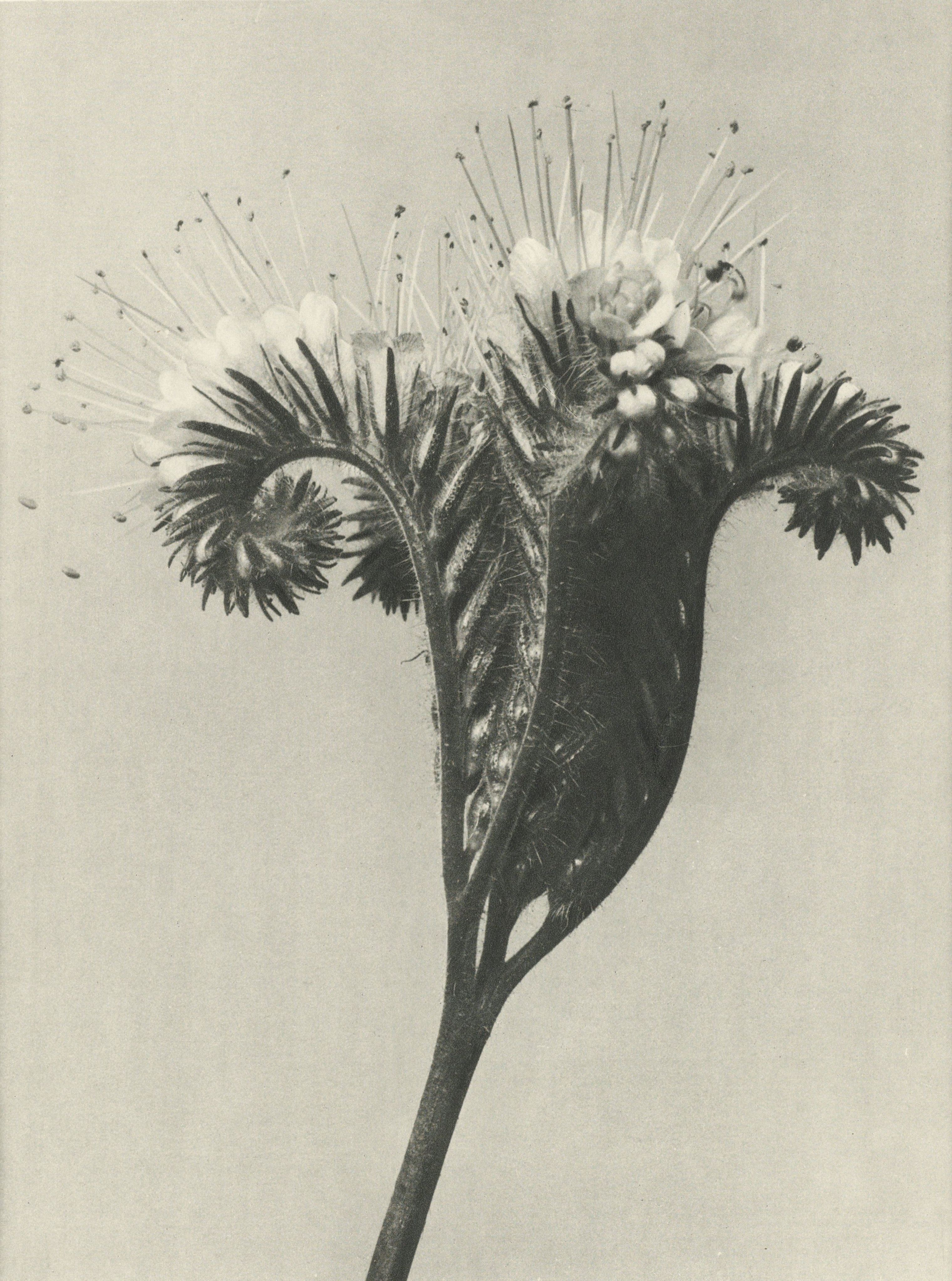 Karl Blossfeldt: Natural design archetypes