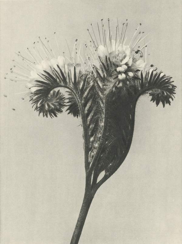 Karl Blossfeldt: Natural design archetypes