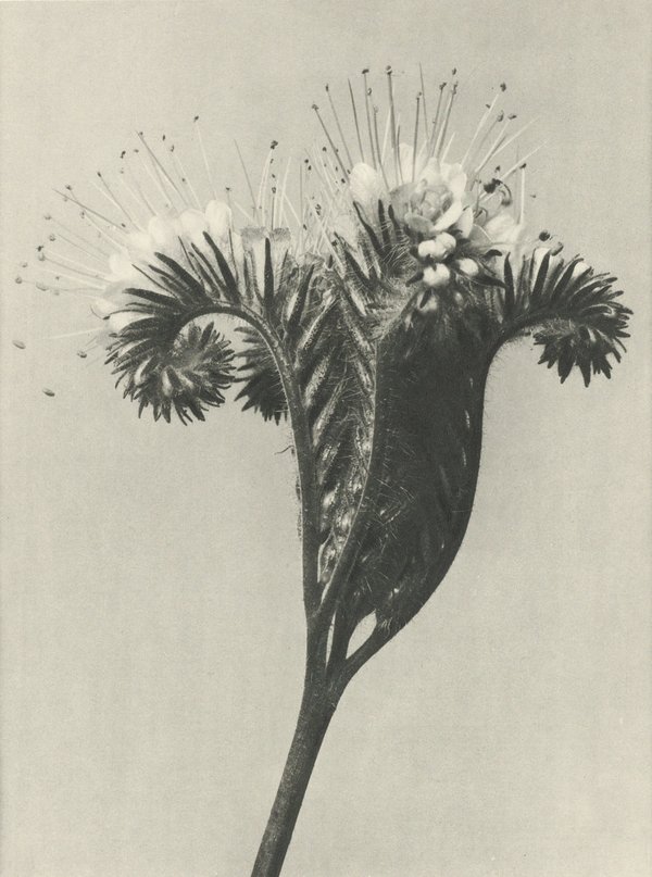 Karl Blossfeldt: Natural design archetypes