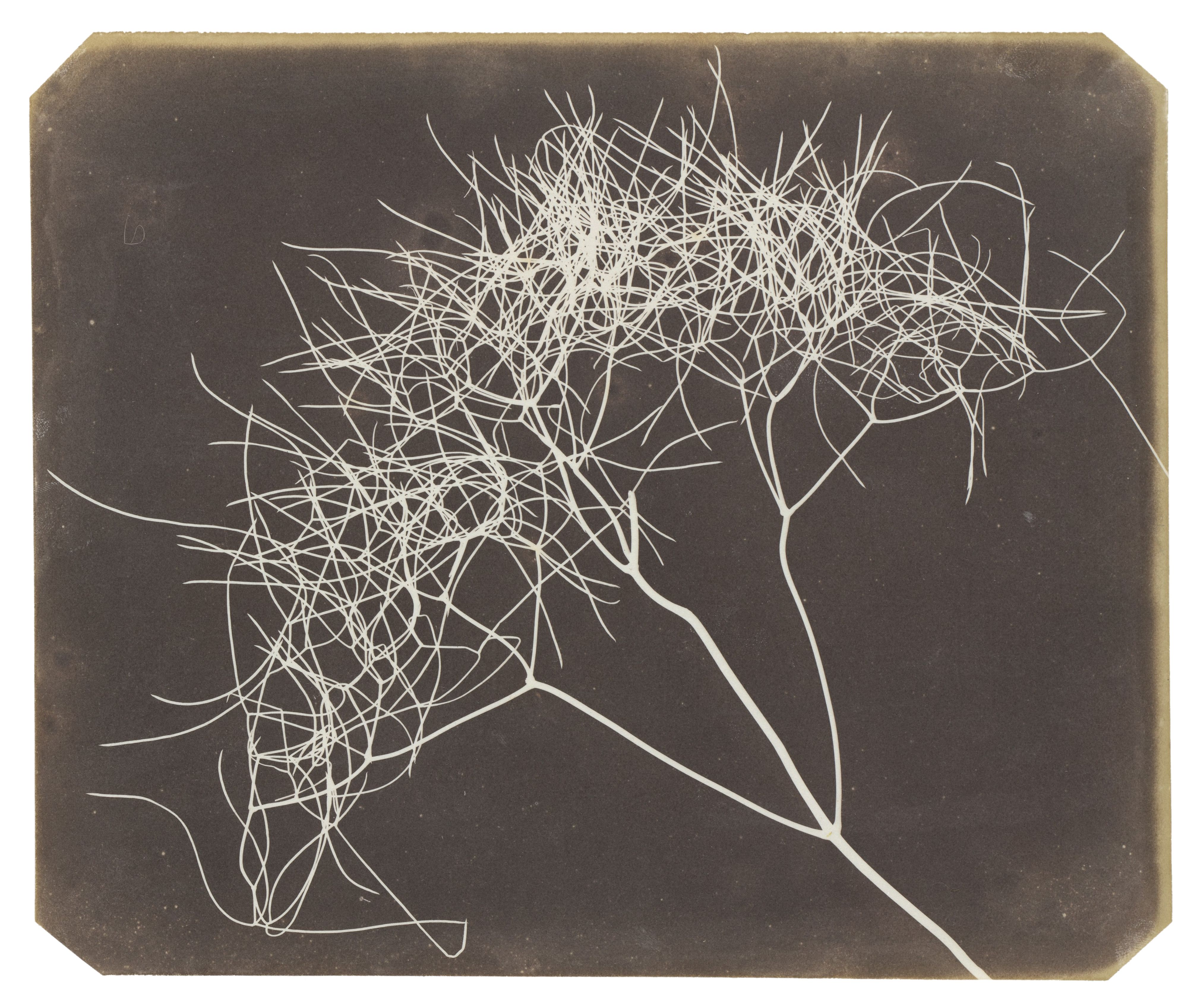 Fox Talbot: Plant Calotypes