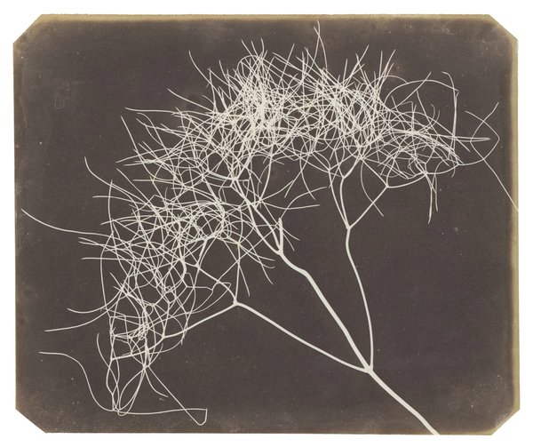 Fox Talbot — Plant Calotypes & the Invention of Paper Photography
