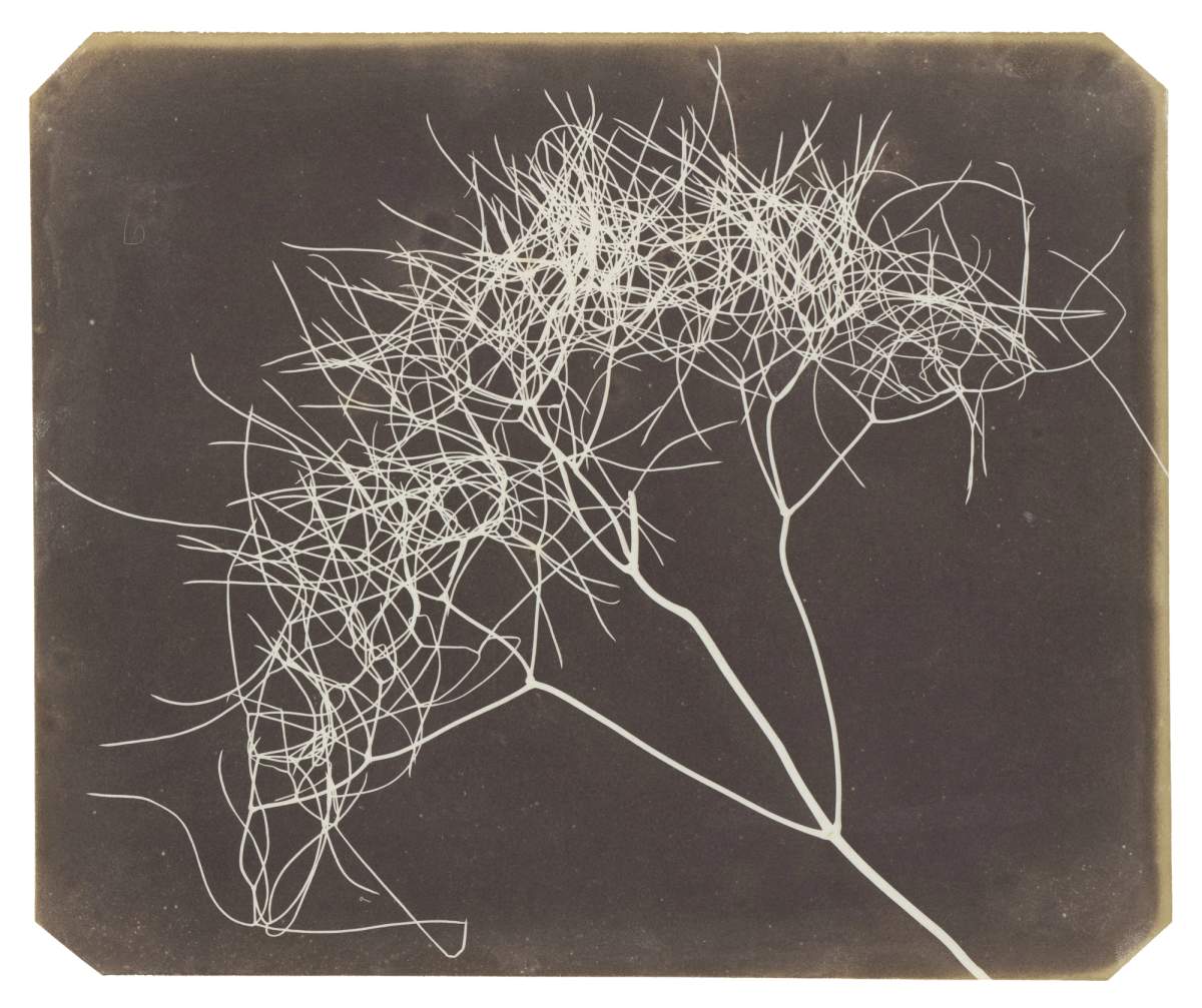 Fox Talbot: Plant Calotypes