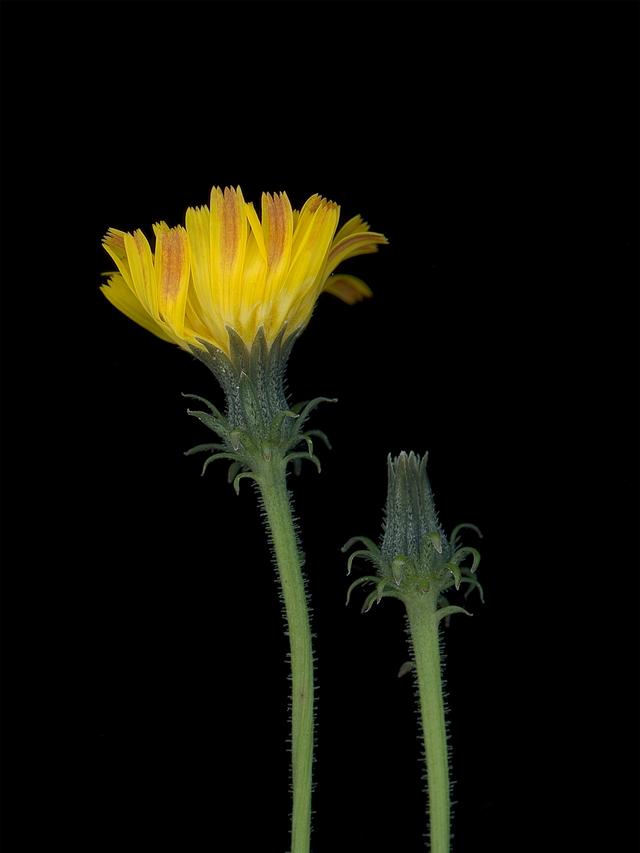 Detail of specimen collected in Thalkirchen, Germany, 10/2025
