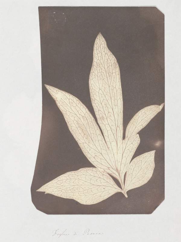 Fox Talbot: Plant Calotypes