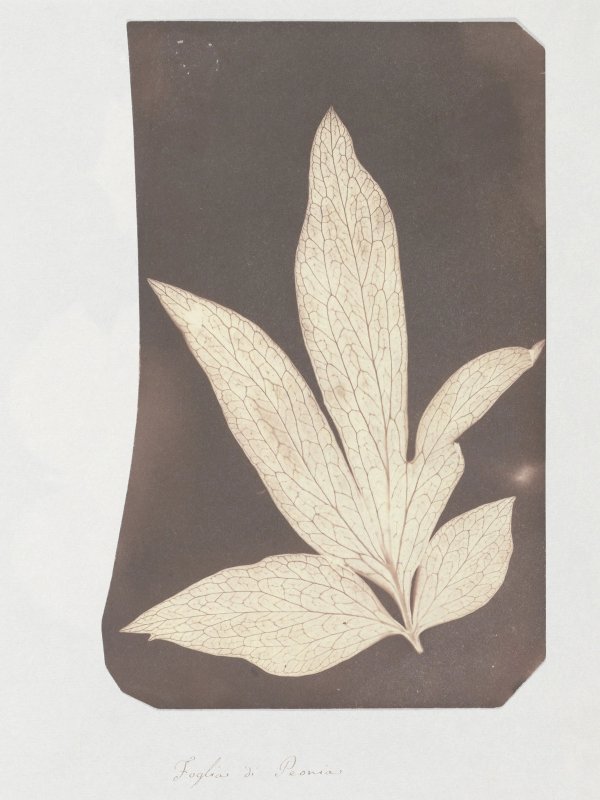 Fox Talbot — Plant Calotypes & the Invention of Paper Photography