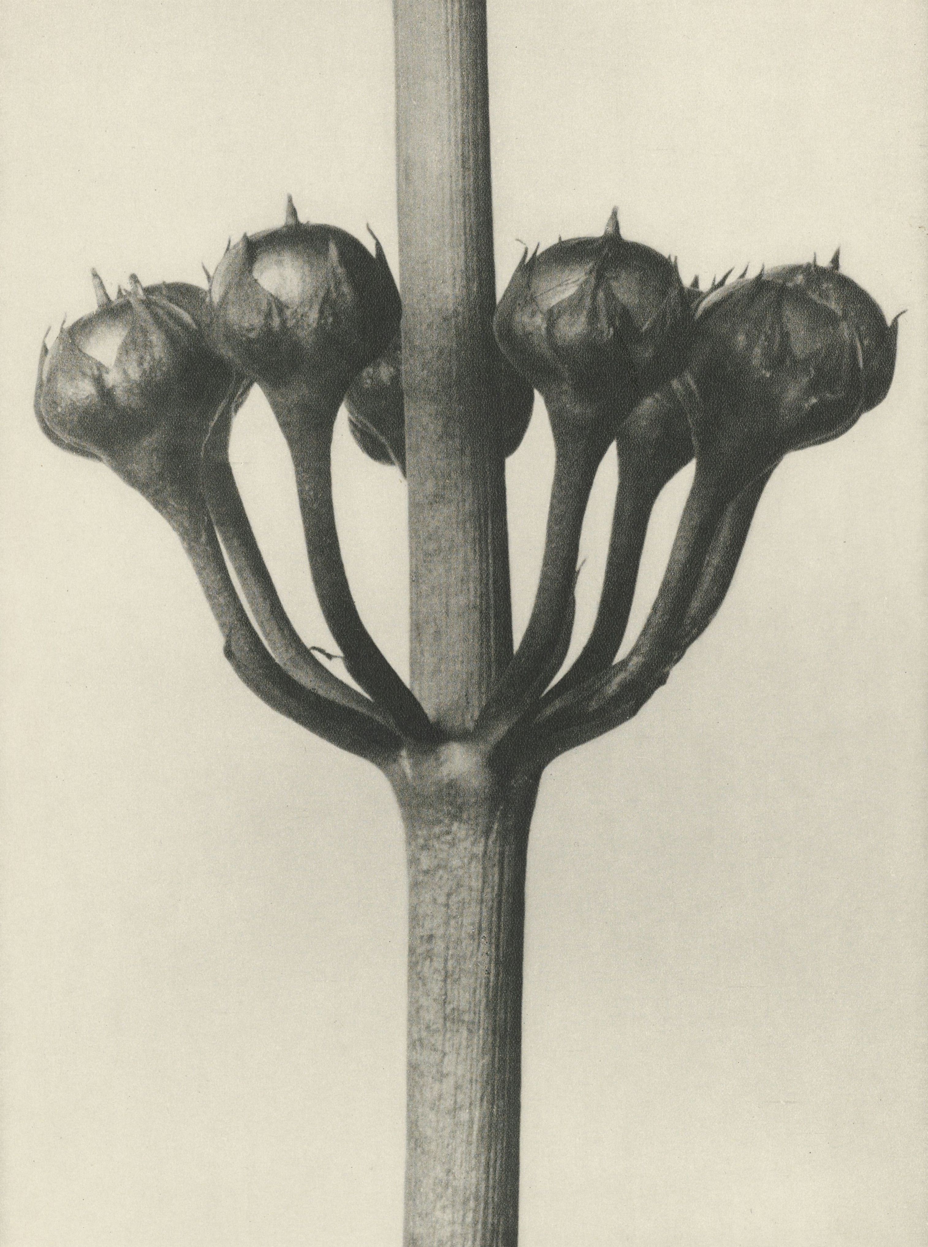 Karl Blossfeldt: Natural design archetypes