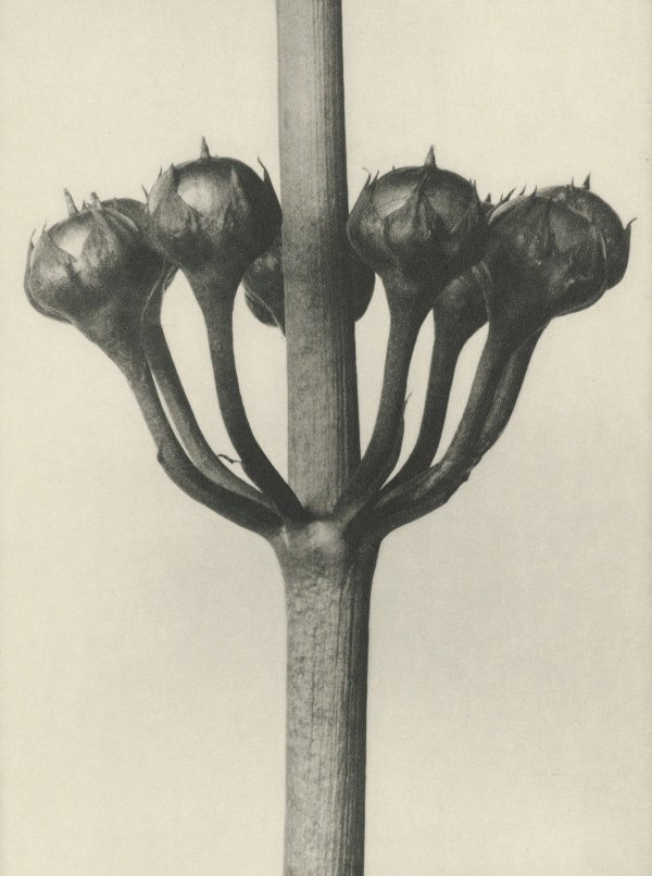Karl Blossfeldt: Natural design archetypes