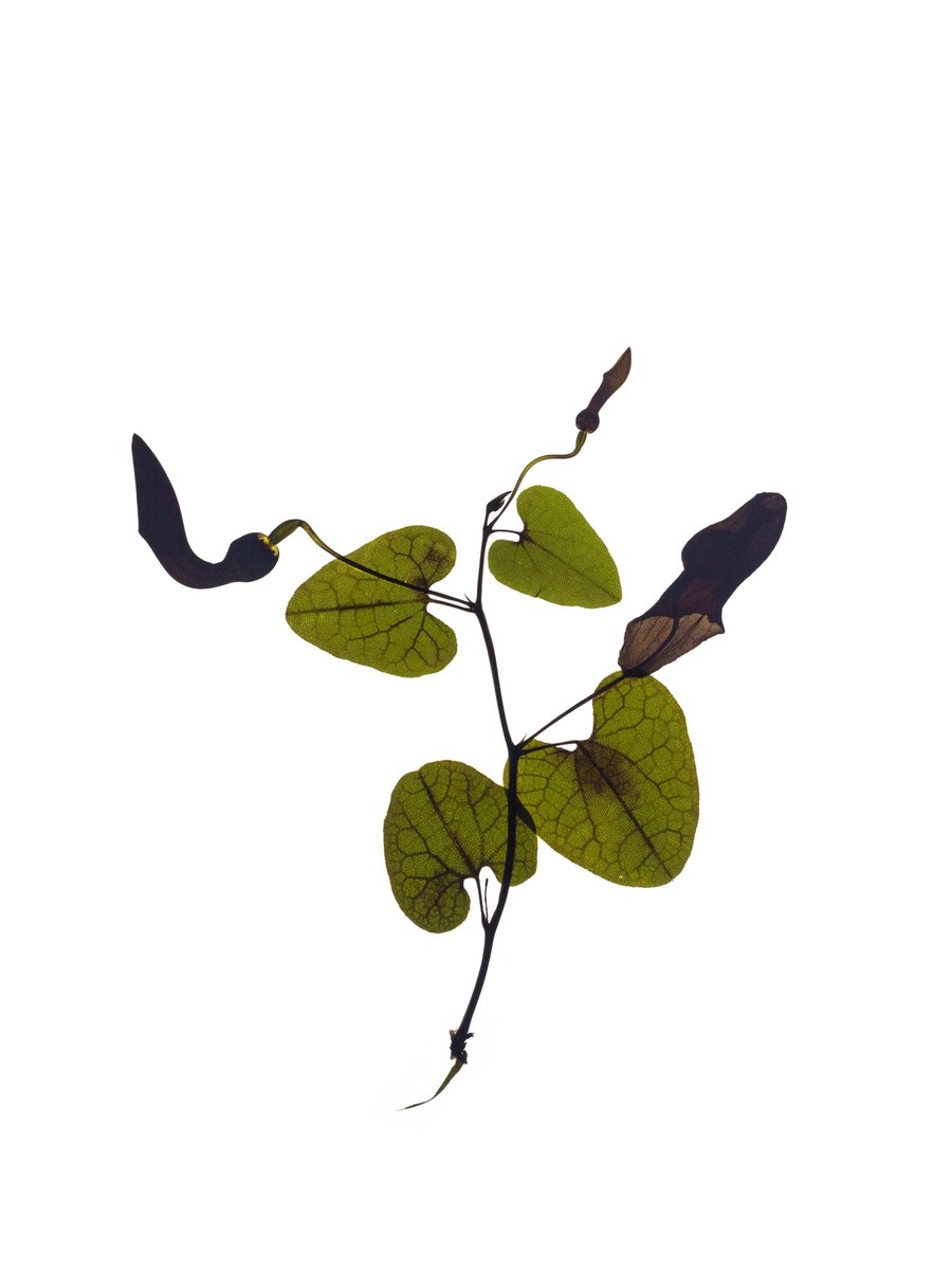 Vejer de la Frontera, Spain, 03/2022