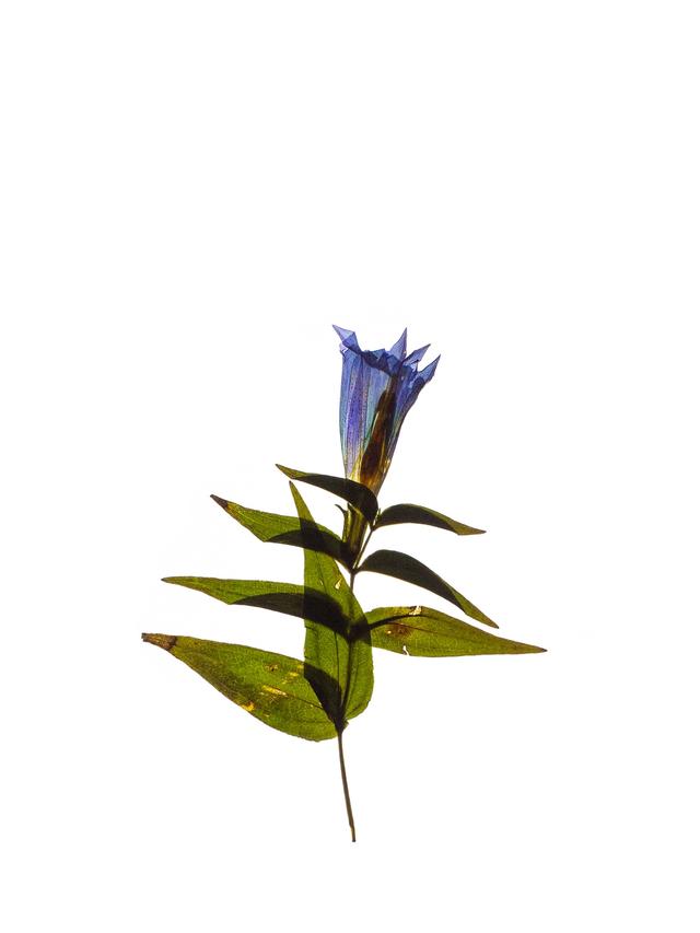 Specimen collected in Petrovo Brdo, Slovenia, 09/2022