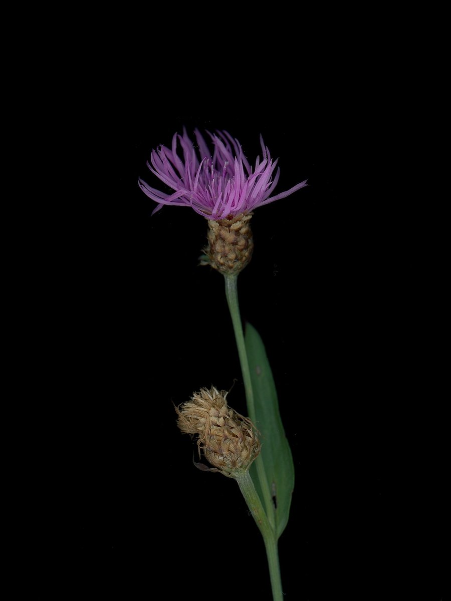 Detail, Thalkirchen, Germany, 09/2025