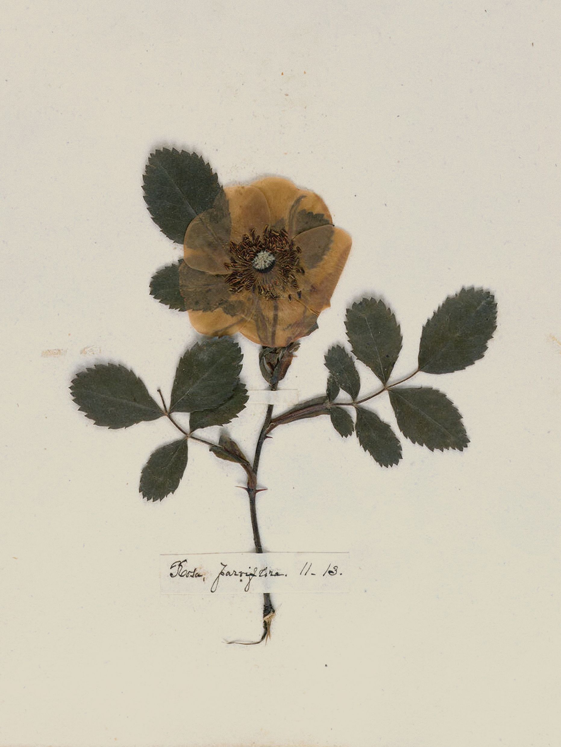 Emily Dickinson: Herbarium