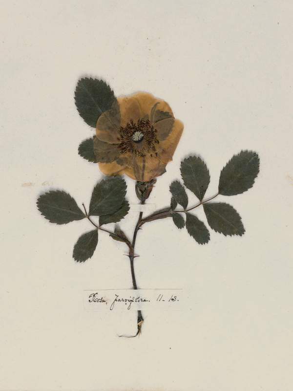 Emily Dickinson: Herbarium