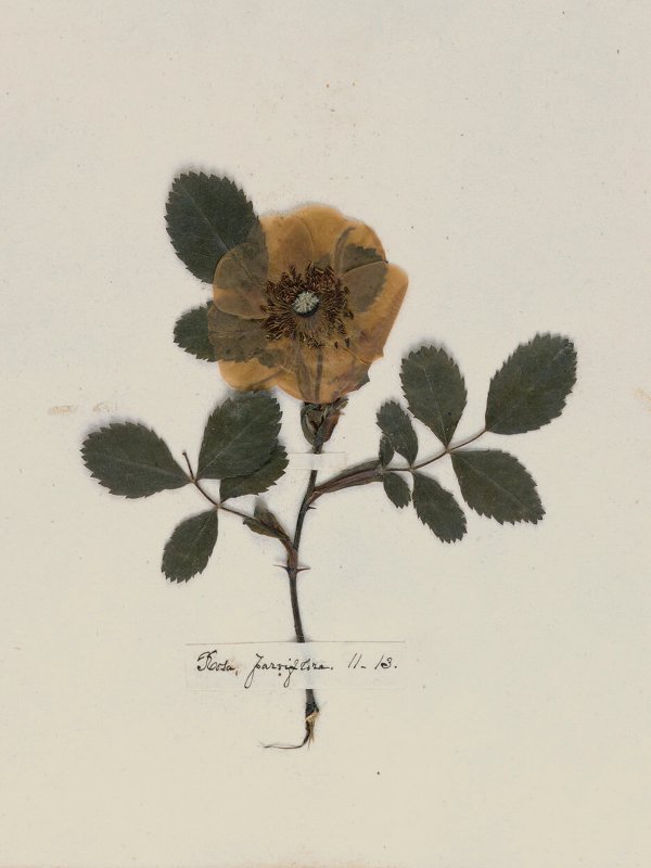 Emily Dickinson: Herbarium