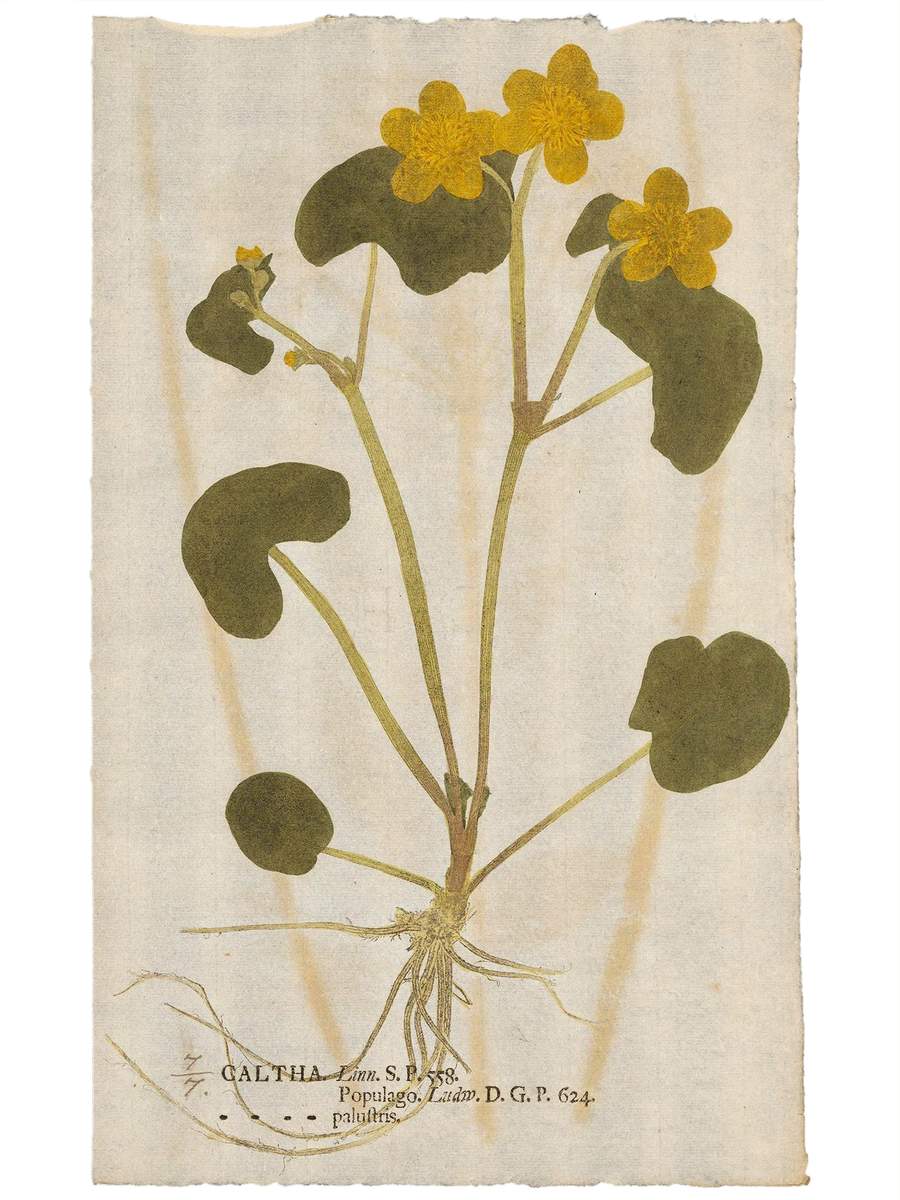 Botanica in Originali, 1733