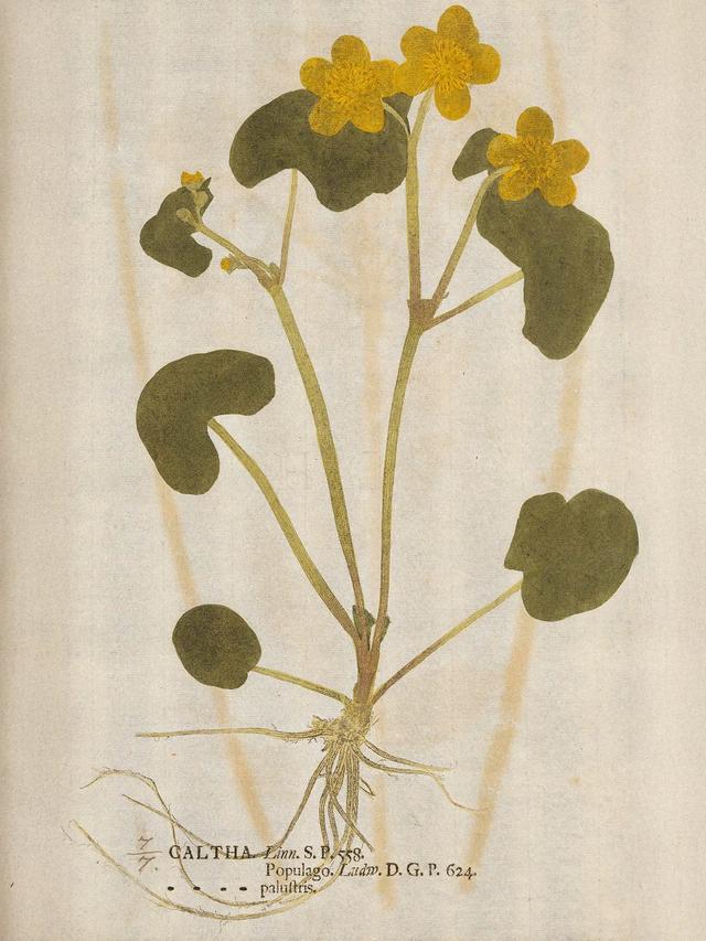  Johann Hieronymus Kniphof, Botanica in Originali, 1733