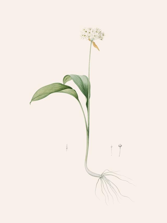 Pierre-Joseph Redouté, Les Liliacées, Vol. 6/ Pl. 303