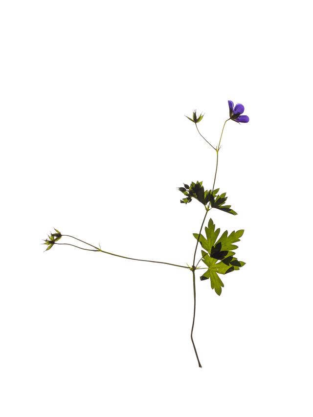 Specimen collected in Rübgarten, Germany, March 2023