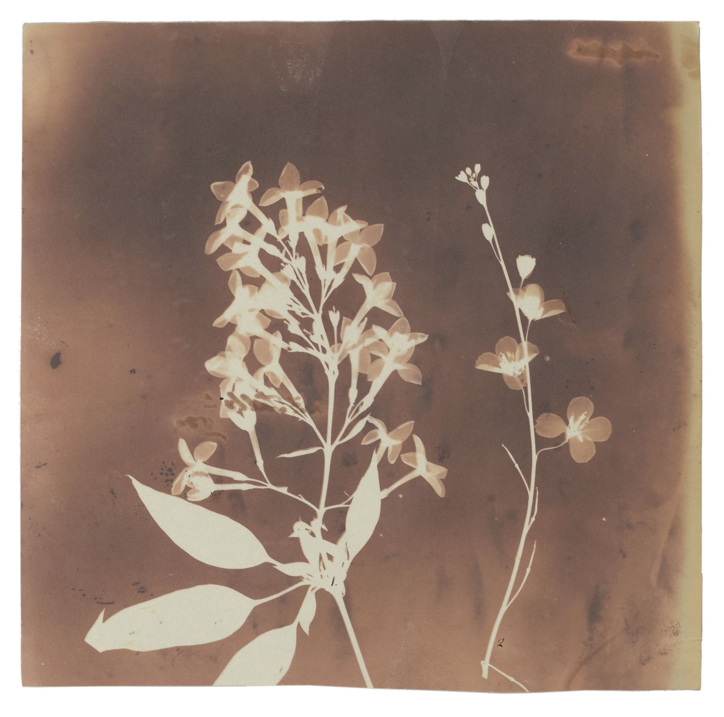 Fox Talbot — Plant Calotypes & the Invention of Paper Photography