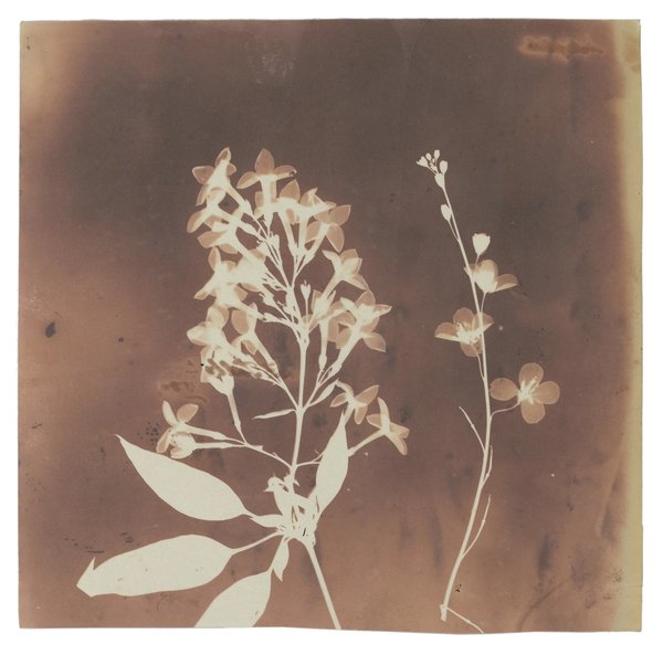 Fox Talbot — Plant Calotypes & the Invention of Paper Photography