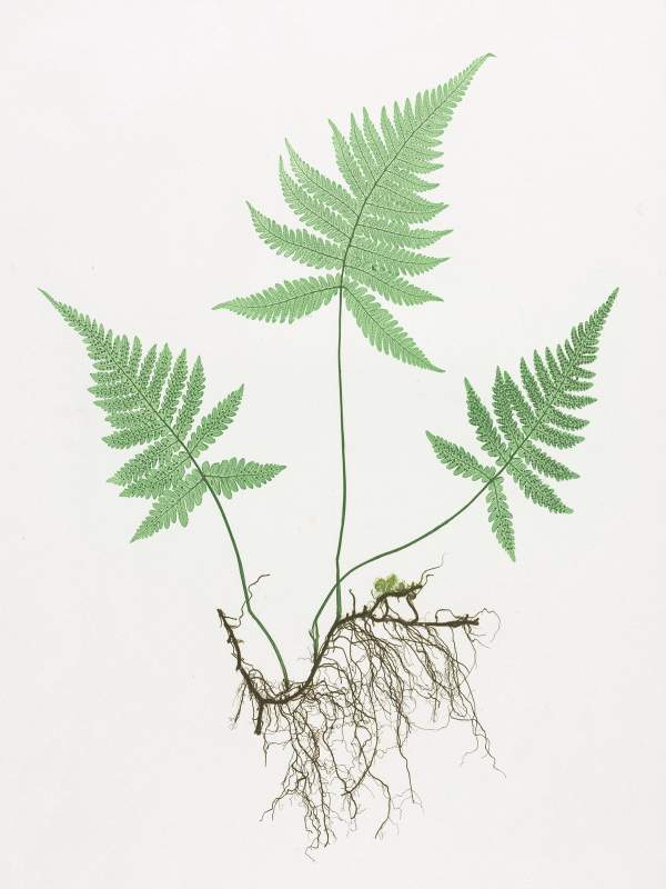 Henry Bradbury: Pioneer of Botanical Nature Printing