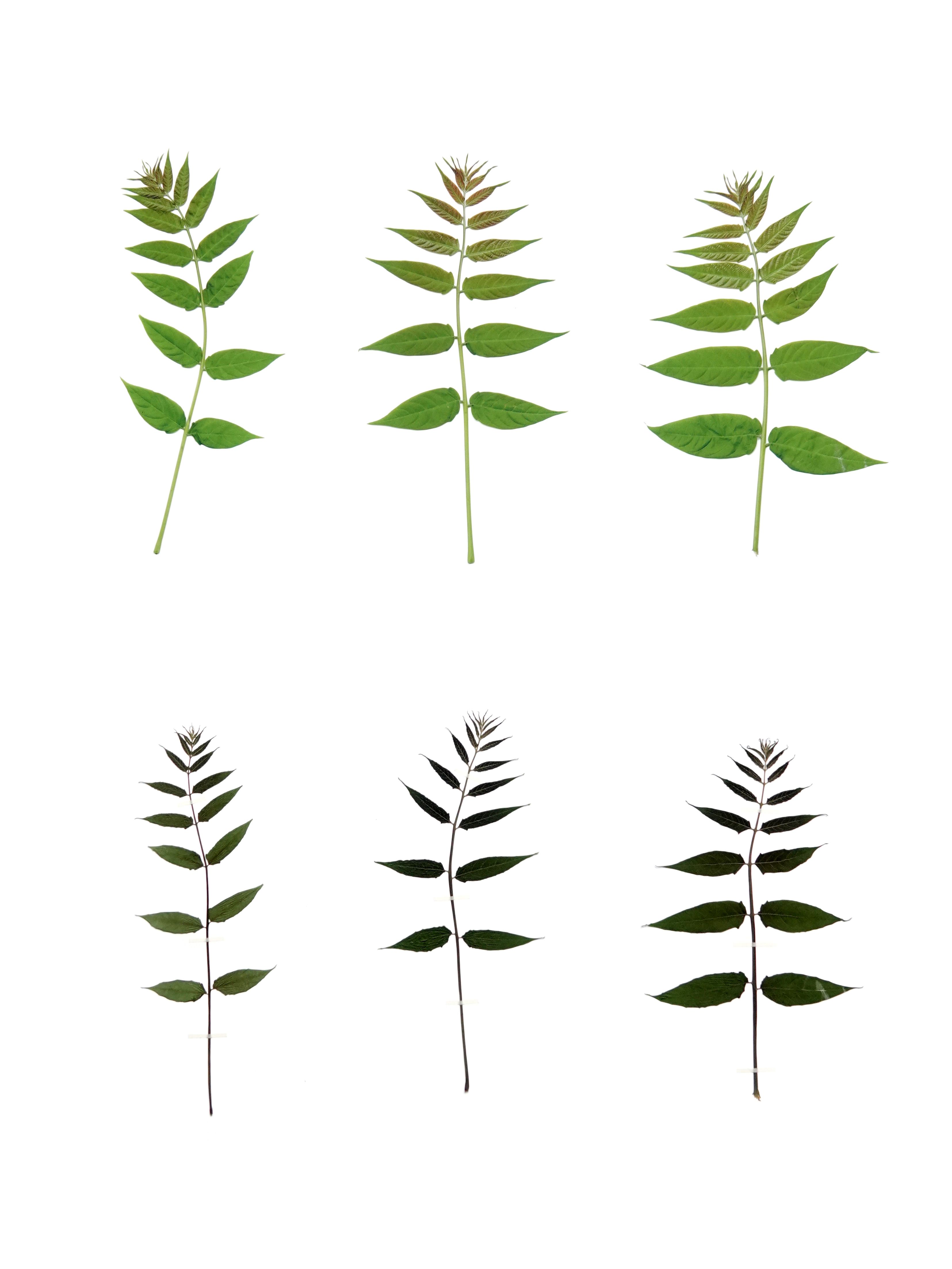 Anne Geene — Eternal Herbarium