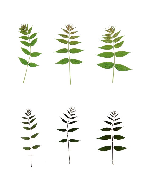 Anne Geene — Eternal Herbarium