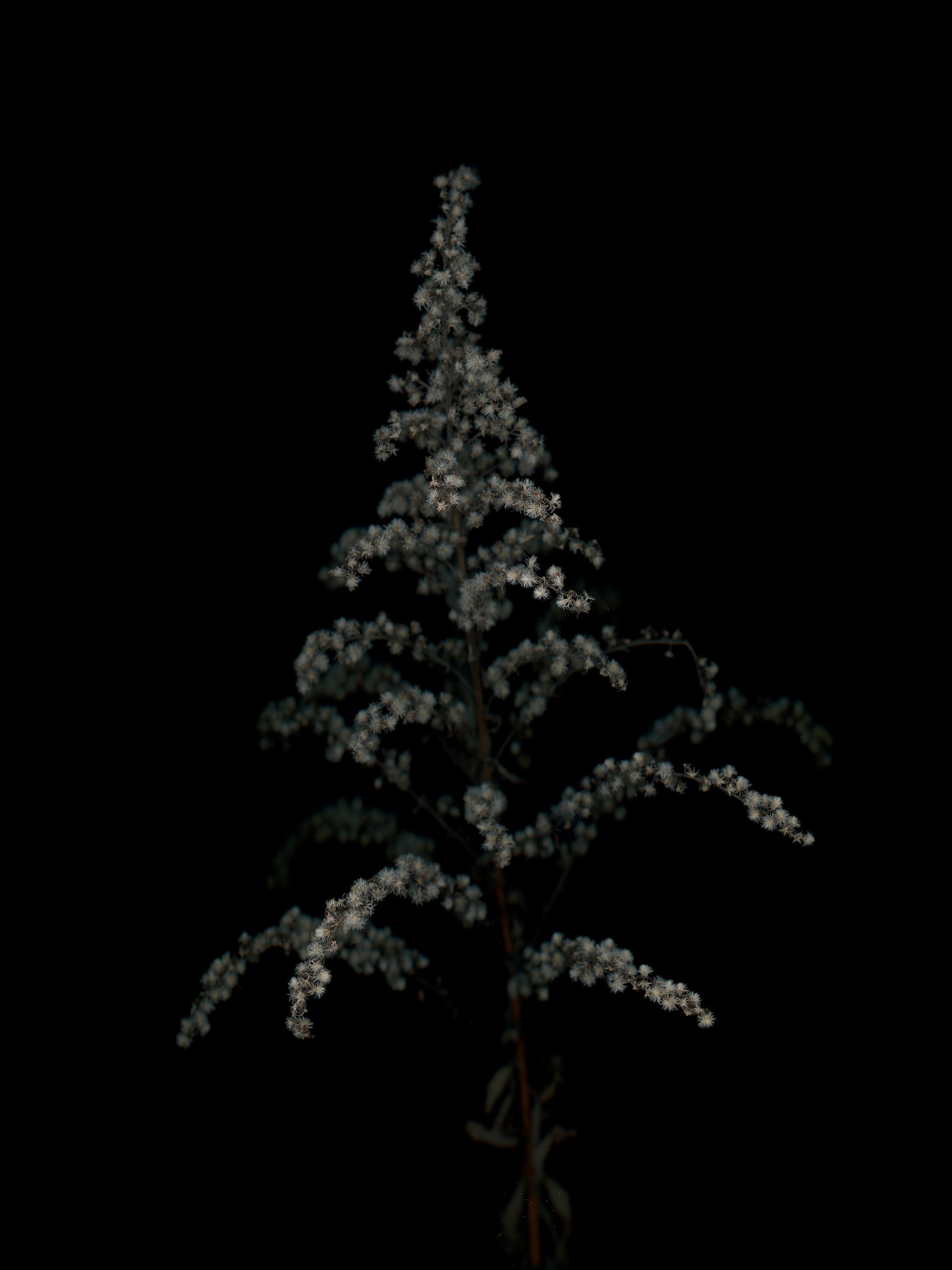 Specimen collected in Thalkirchen, Germany, 11/2025