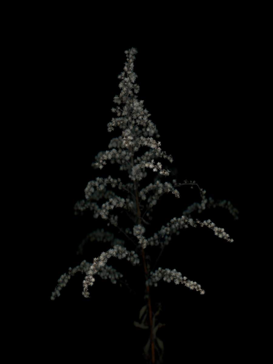 Thalkirchen, Germany, 11/2025