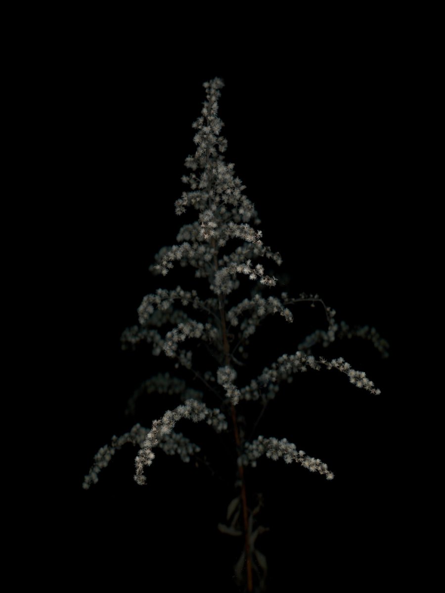 Thalkirchen, Germany, 11/2025