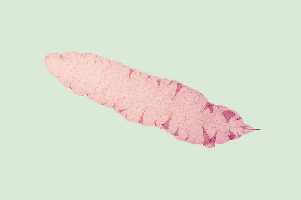 Eliza M French, Algae collection