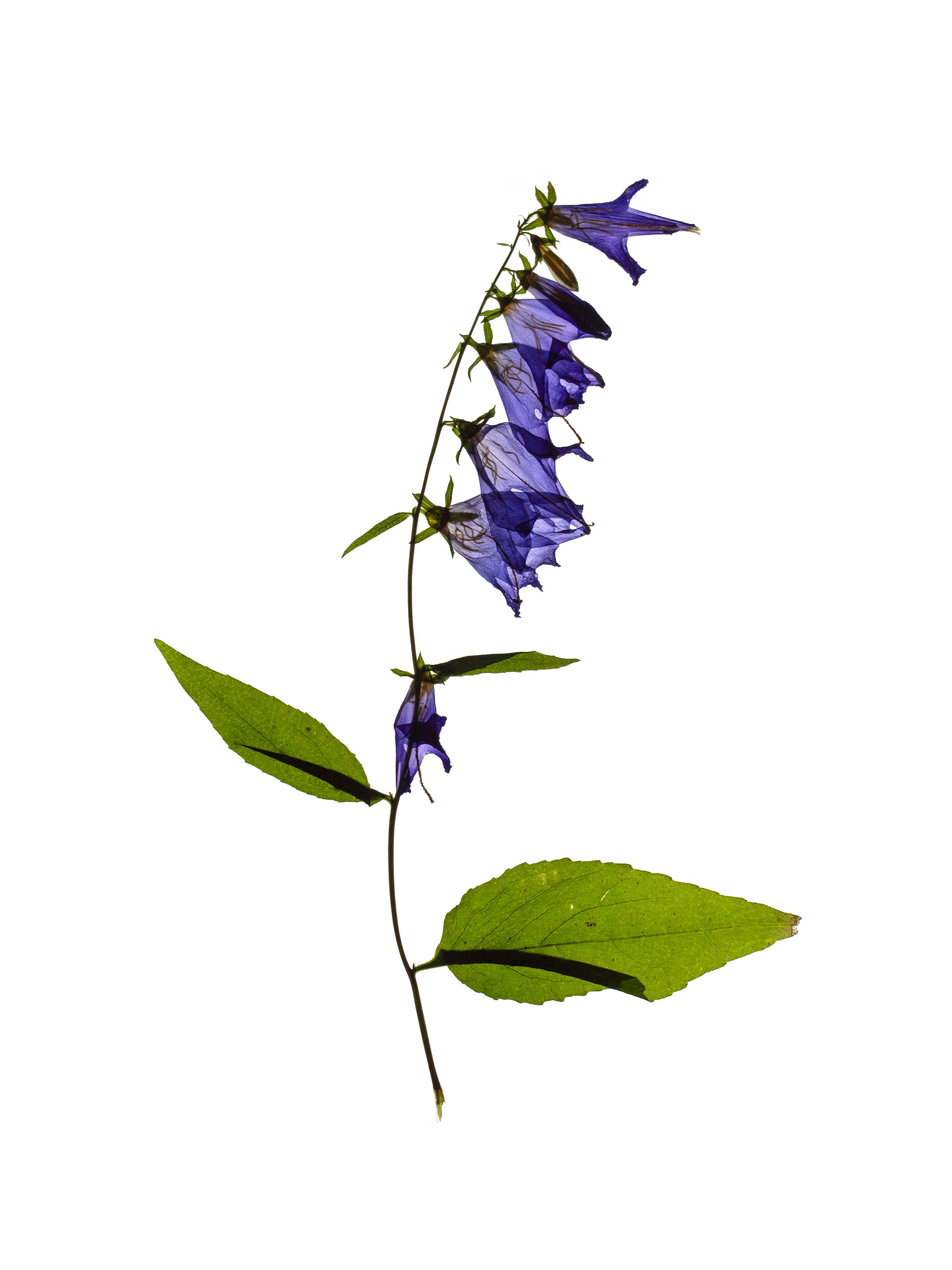 Specimen collected in Ushguli, Georgia, 08/2019